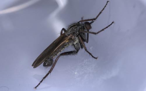 Empis tessellata